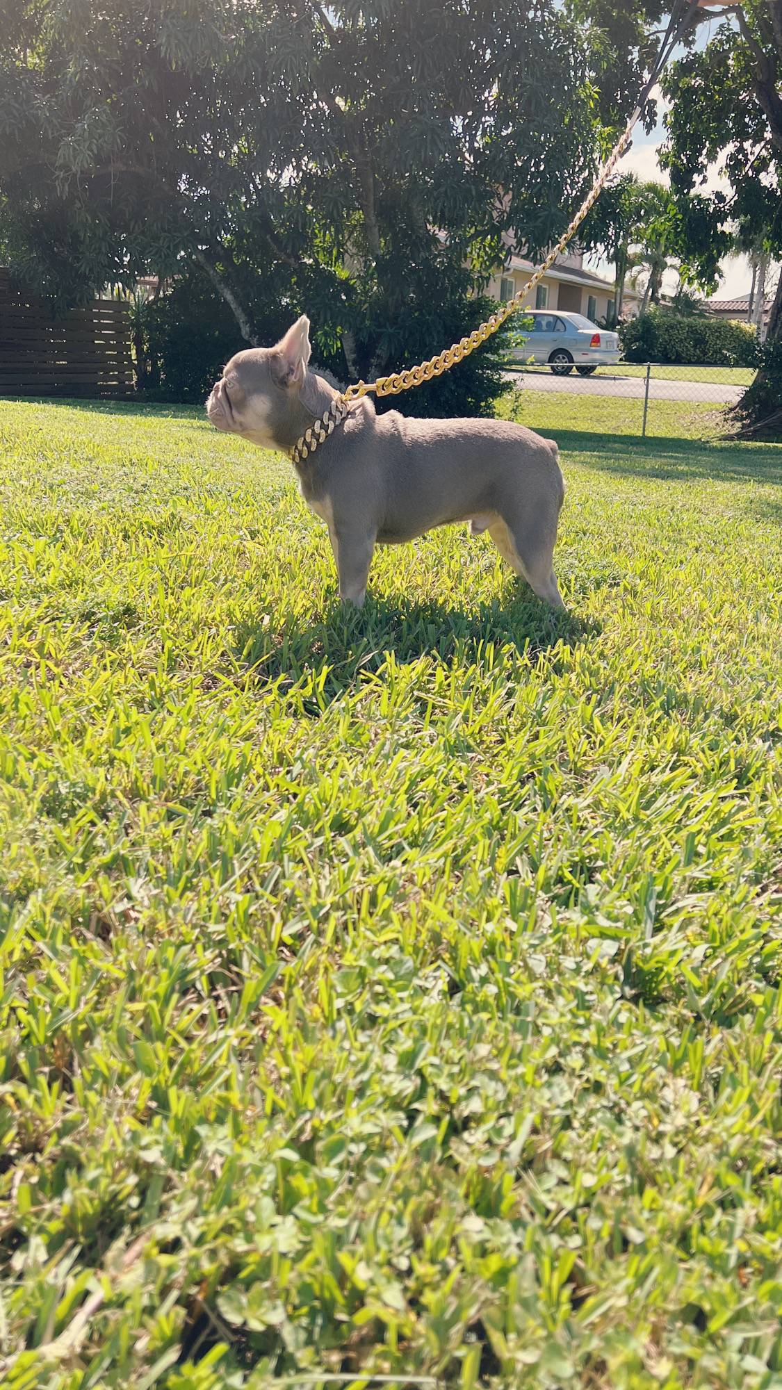 fawn Isabella carrier females, Master bulldog Frozen & Anna - 11