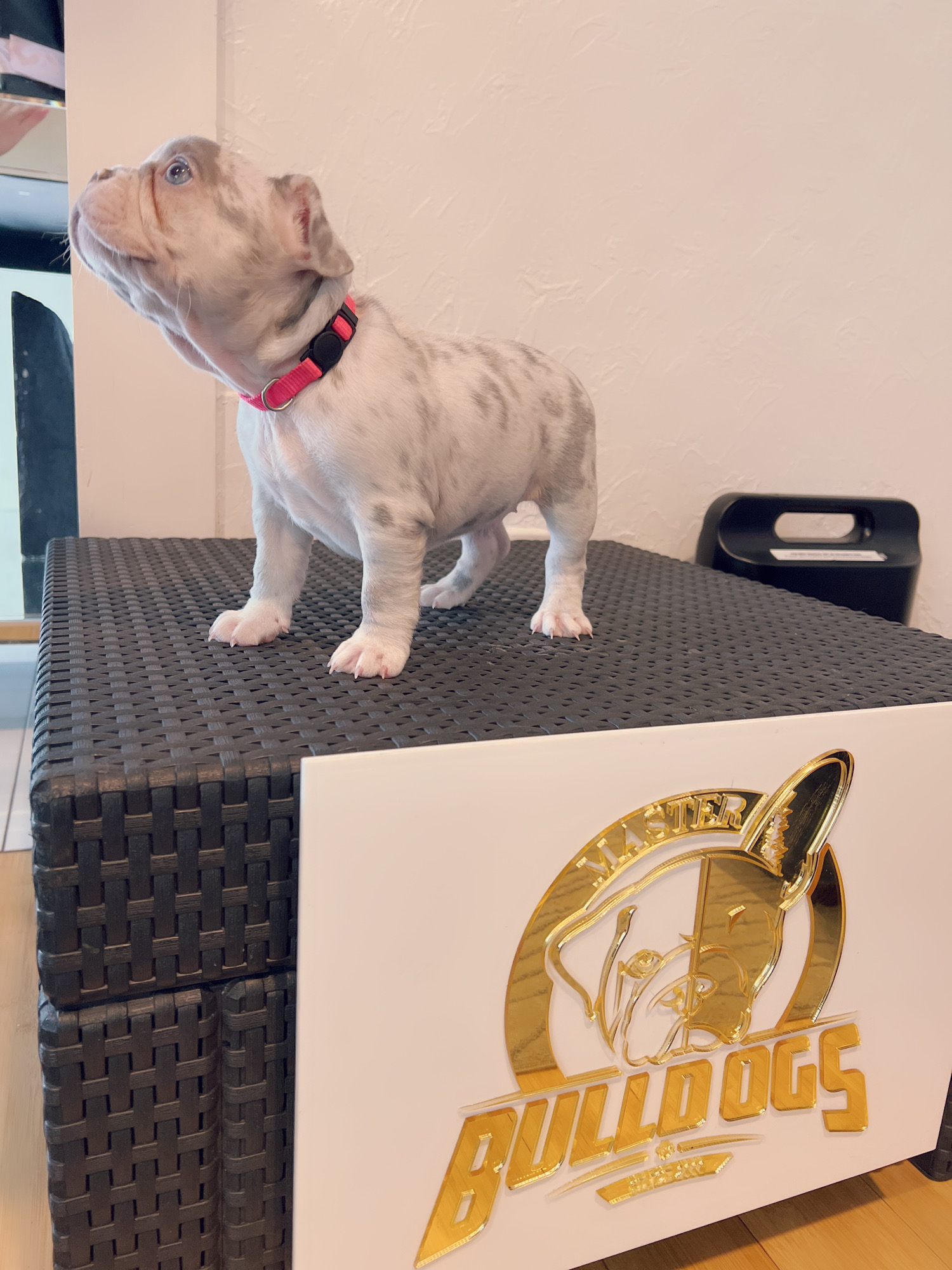 French bulldog lilac sable male master Bulldogs Carlitos - 3