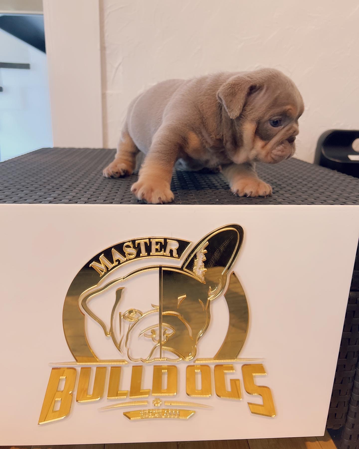 Available Puppies - 4