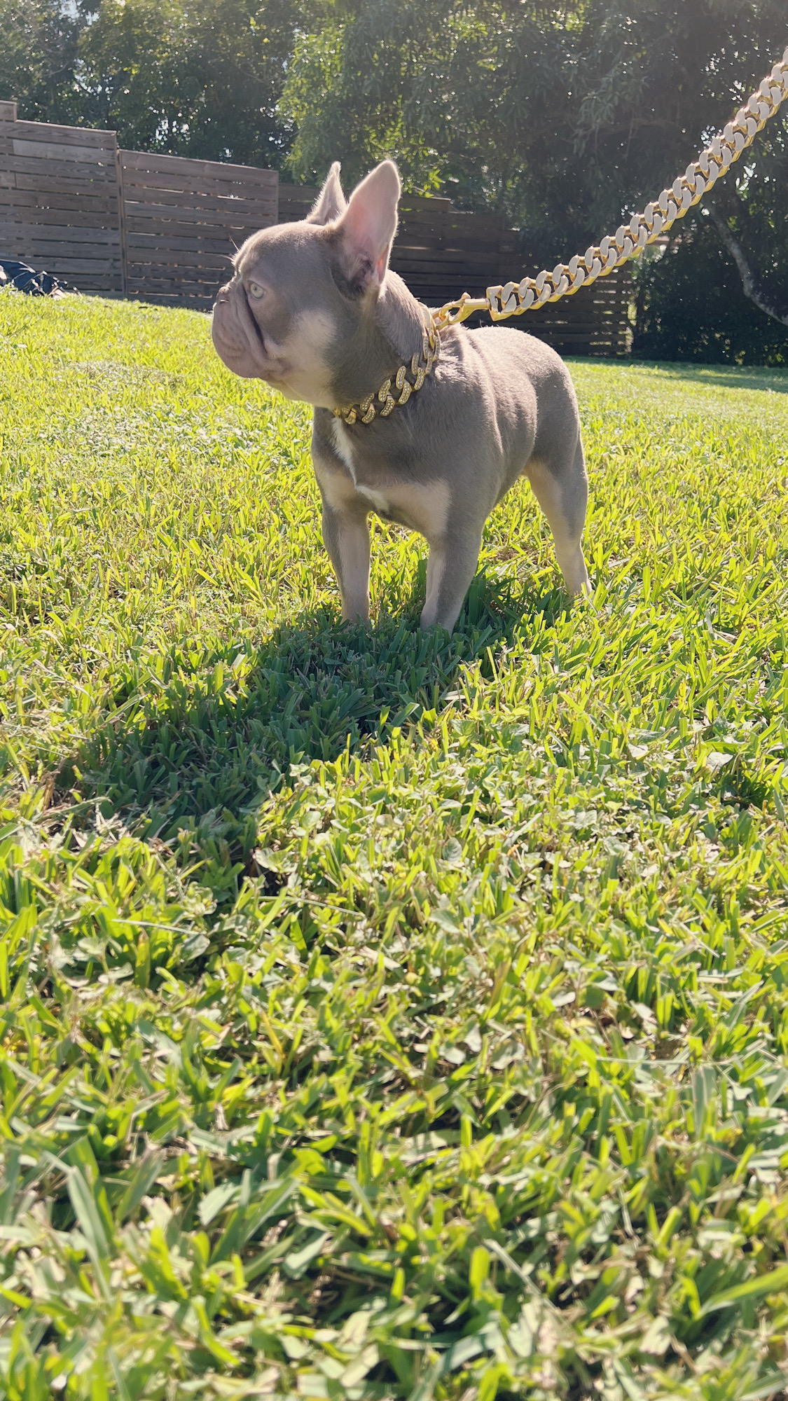 fawn Isabella carrier females, Master bulldog Frozen & Anna - 12