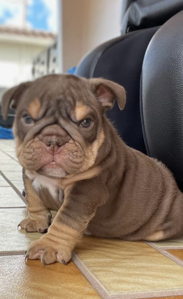 English bulldog Blue tree and tan male Erick