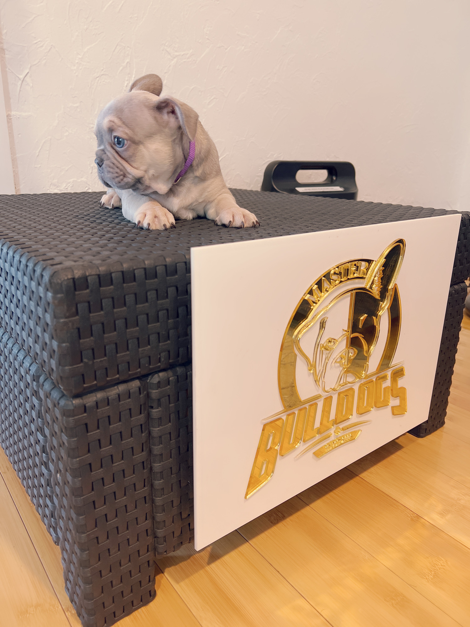 English Bulldog Choco tree and tan female ,MS Brown. - 4