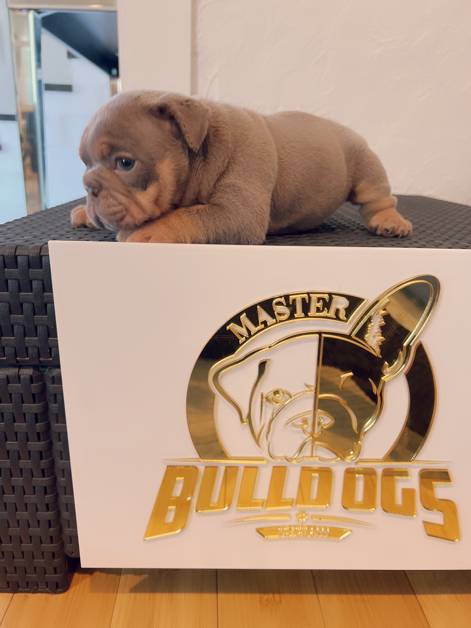 Available Puppies - 14