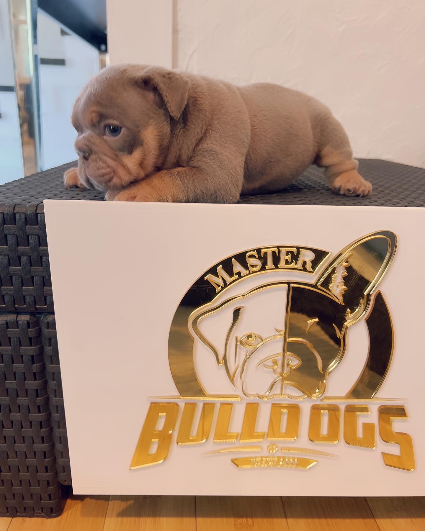 Available Puppies - 9