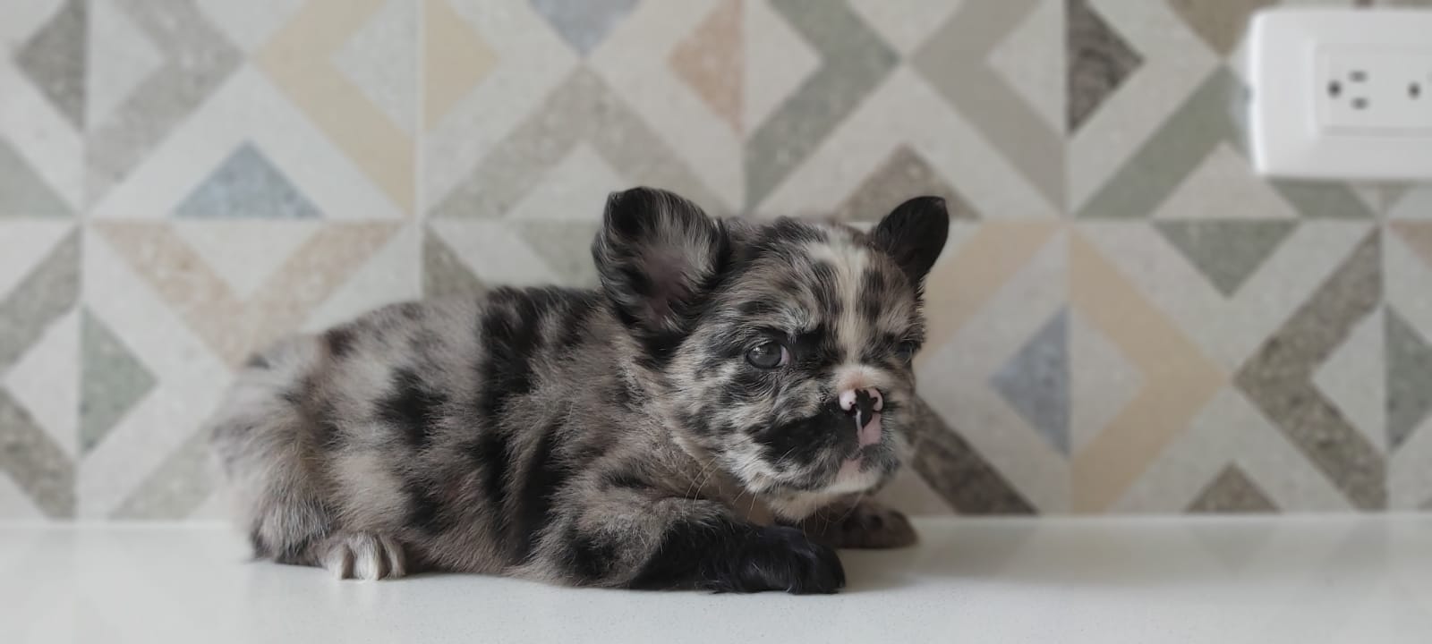 English bulldog Lilac fawn male Mickey