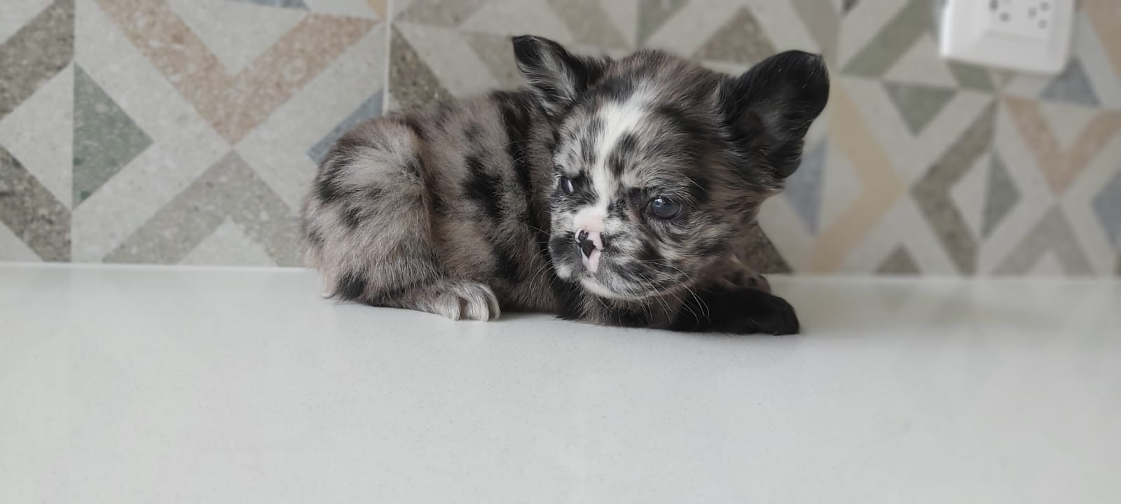 English bulldog Lilac fawn male Mickey - 3