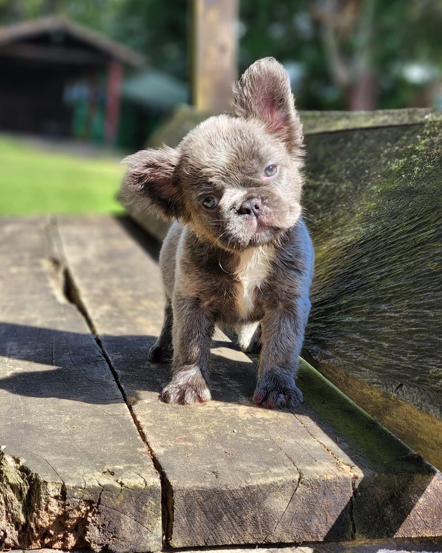 elementor-mega-item-2673 - 2