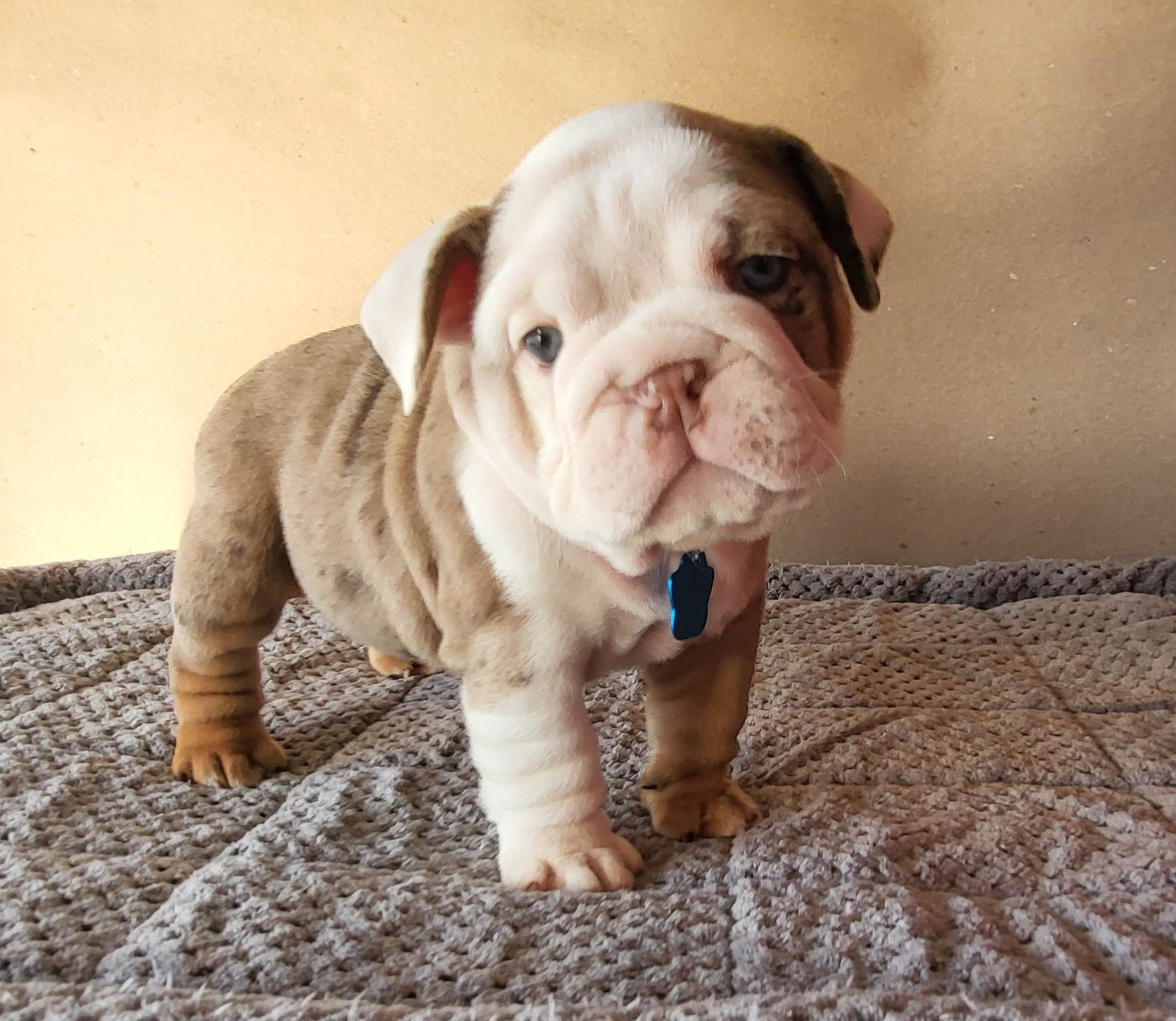 French bulldog lilac fluffy female Georgina - 7