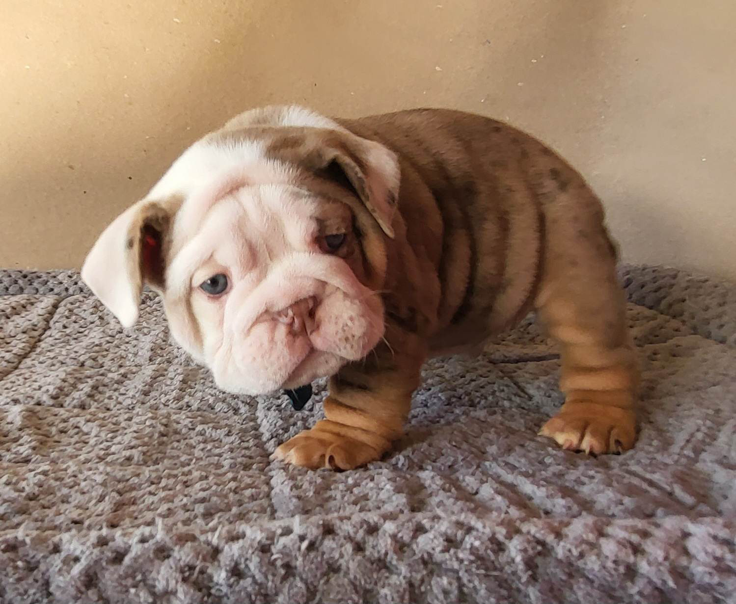 French bulldog lilac fluffy female Georgina