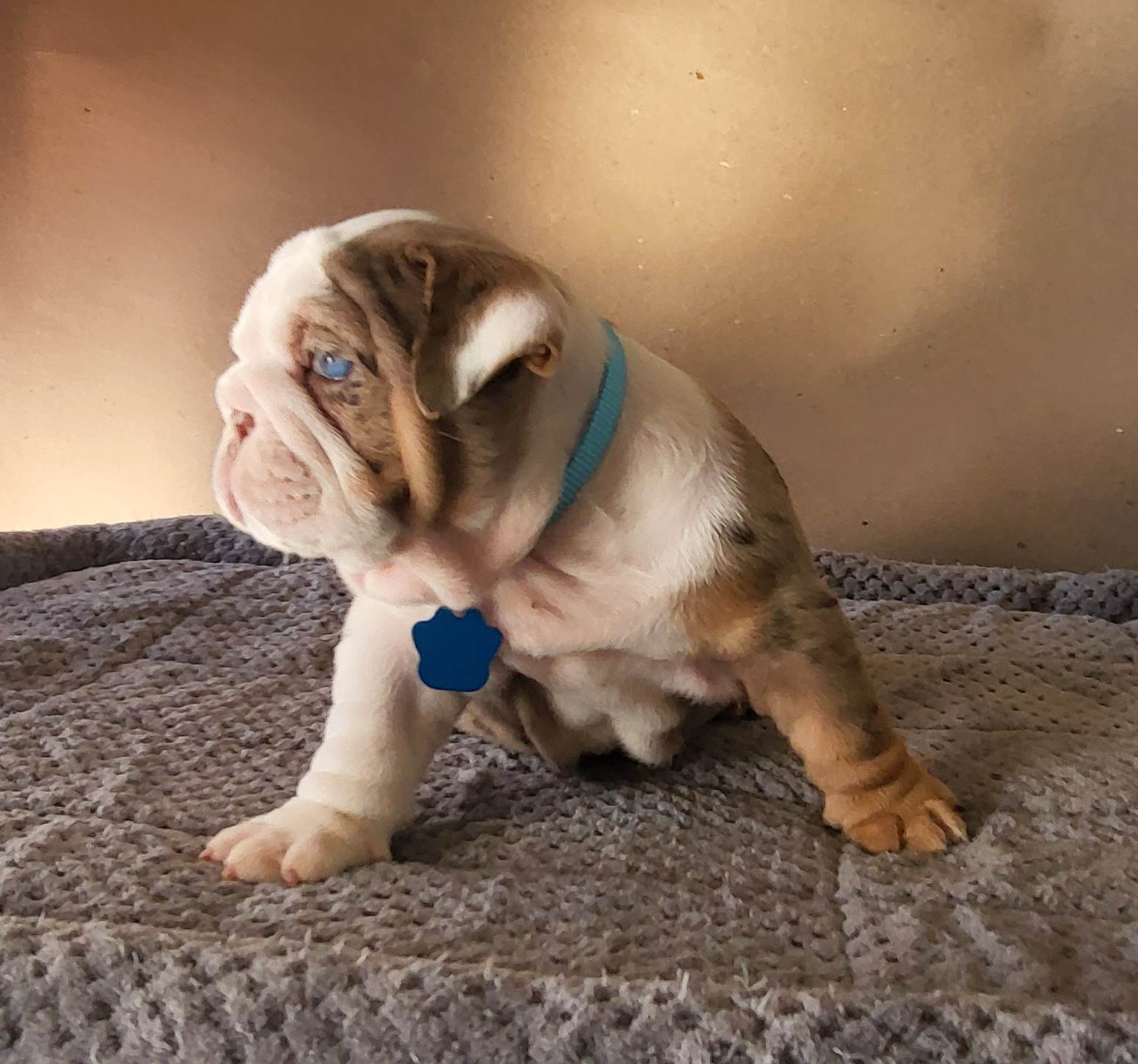 French bulldog lilac fluffy female Georgina - 5