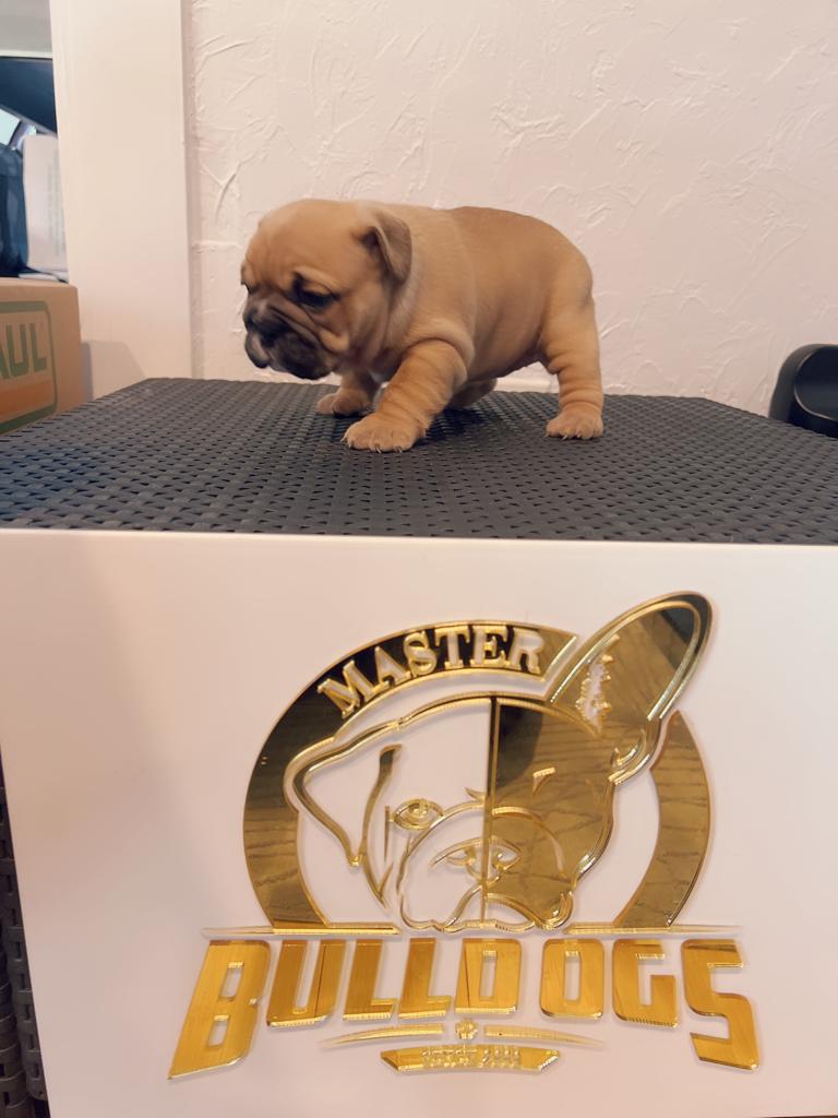 Our Micro Bully Stud - 4