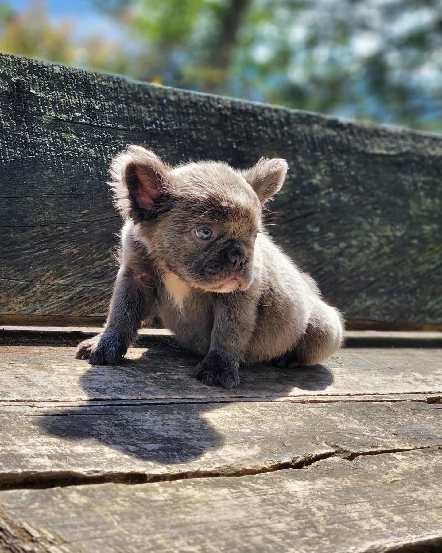 elementor-mega-item-2673 - 5