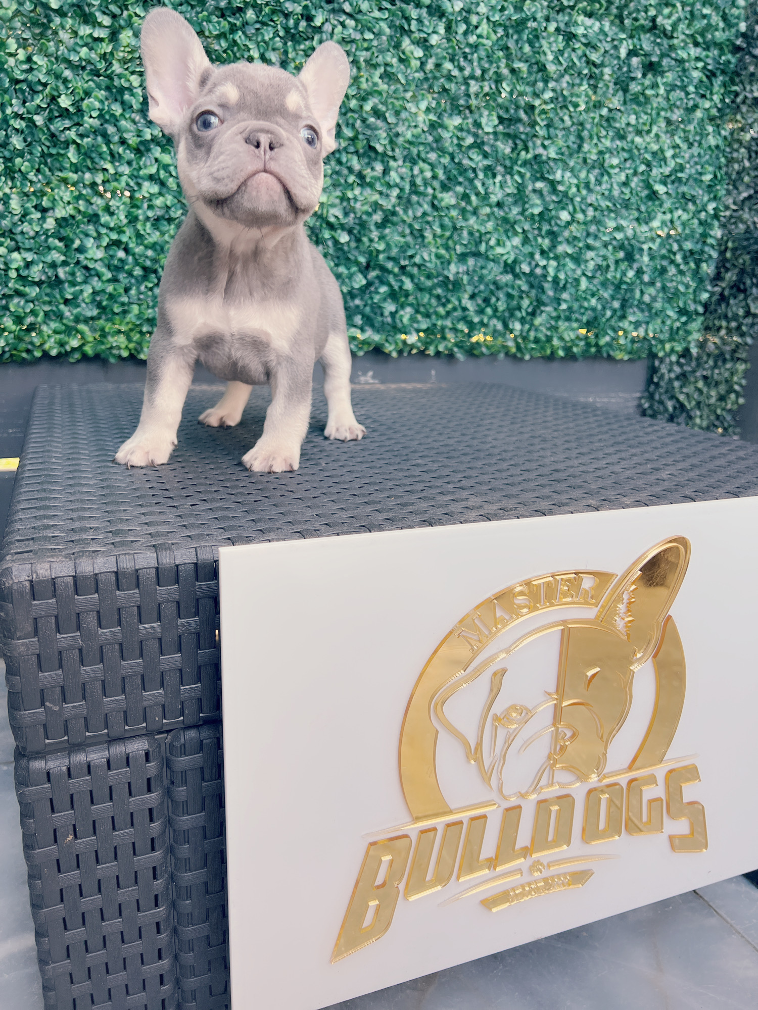 French bulldog lilac and tan female Frida. - 3