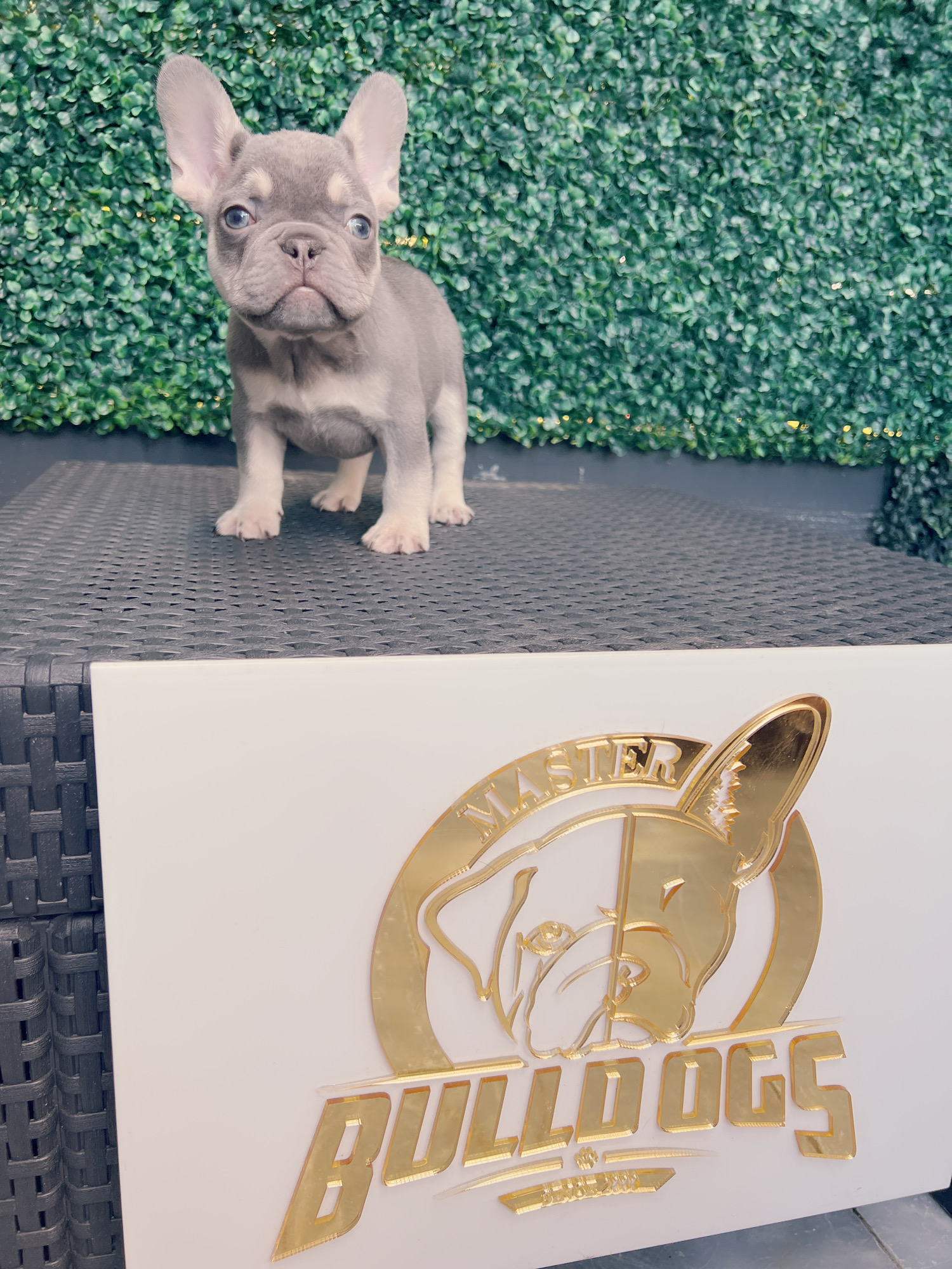 French bulldog lilac and tan female Frida. - 8