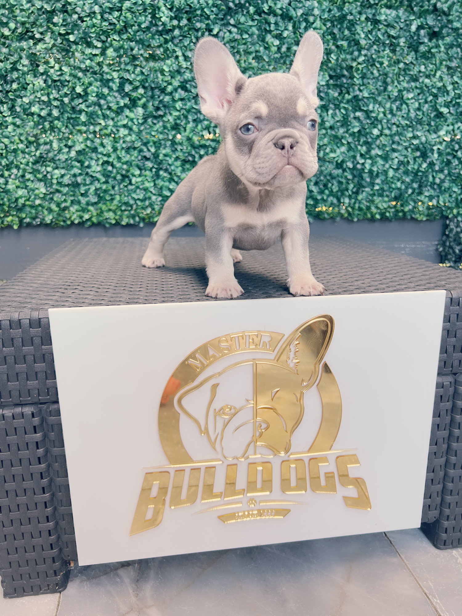 French bulldog lilac and tan female Frida. - 11