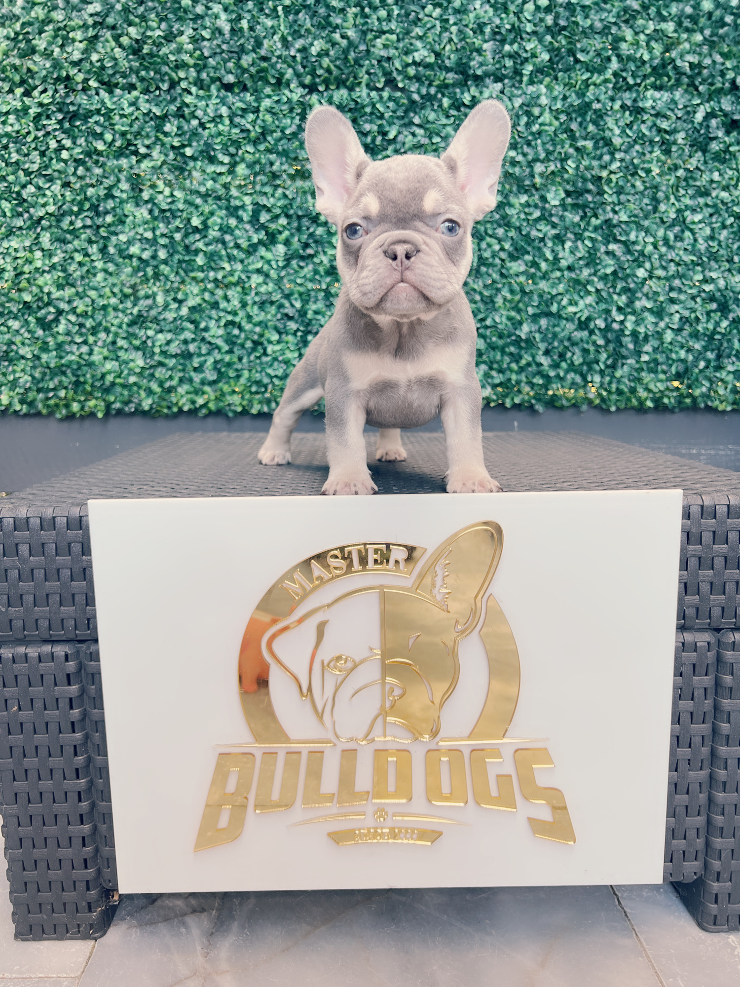 French bulldog lilac and tan female Frida. - 9