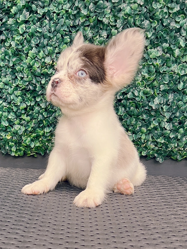 How to Cut My Dog\'s Nails? - 10