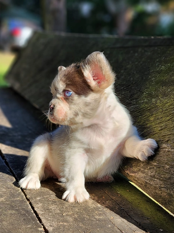 How to Cut My Dog\'s Nails? - 5