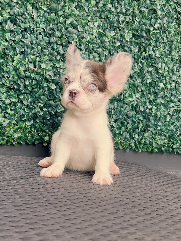 How to Cut My Dog\'s Nails? - 6