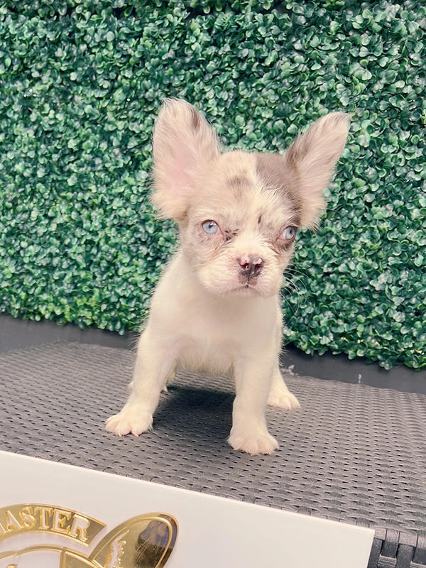 How to Cut My Dog\'s Nails? - 7