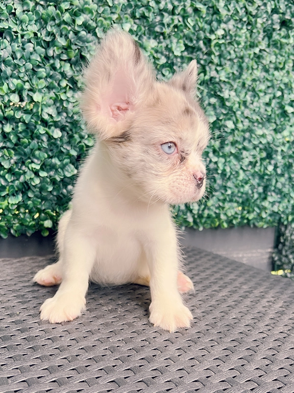 How to Cut My Dog\'s Nails? - 8