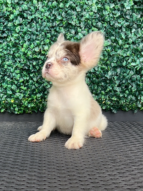 How to Cut My Dog\'s Nails? - 9