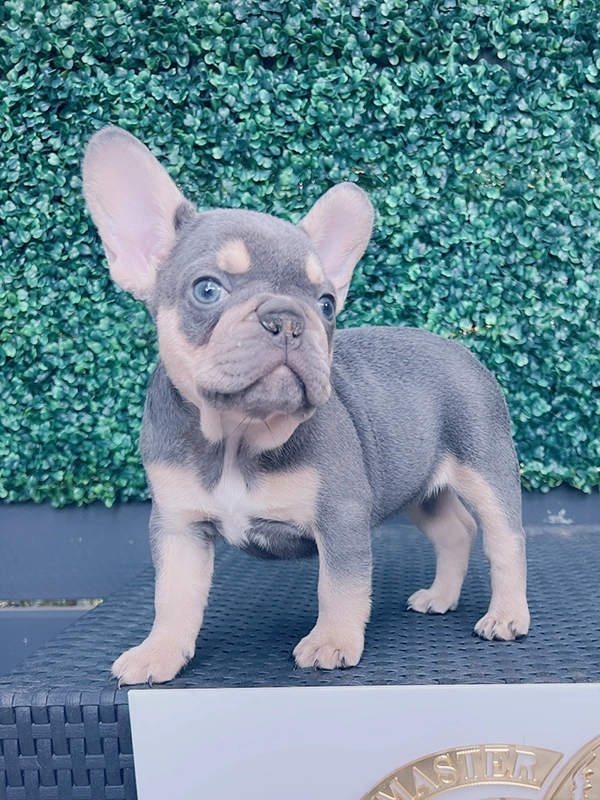 Frenchie lilac and tan fluffy female LULU - 2