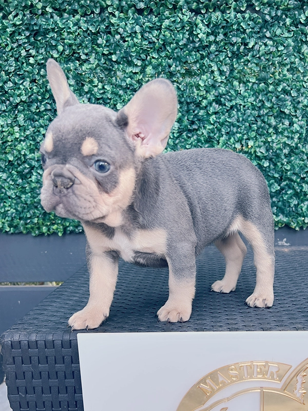 Frenchie lilac and tan fluffy female LULU - 5