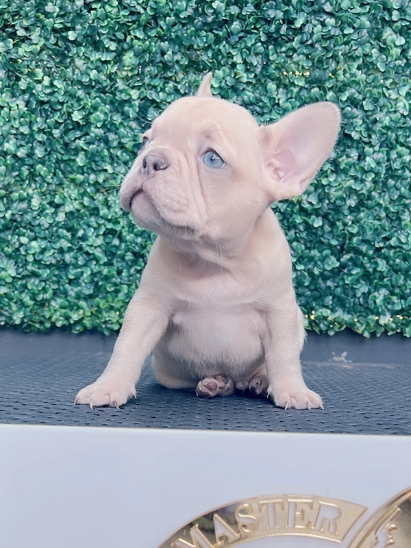 English bulldog lilac Merle and tan male mini Elvis - 7