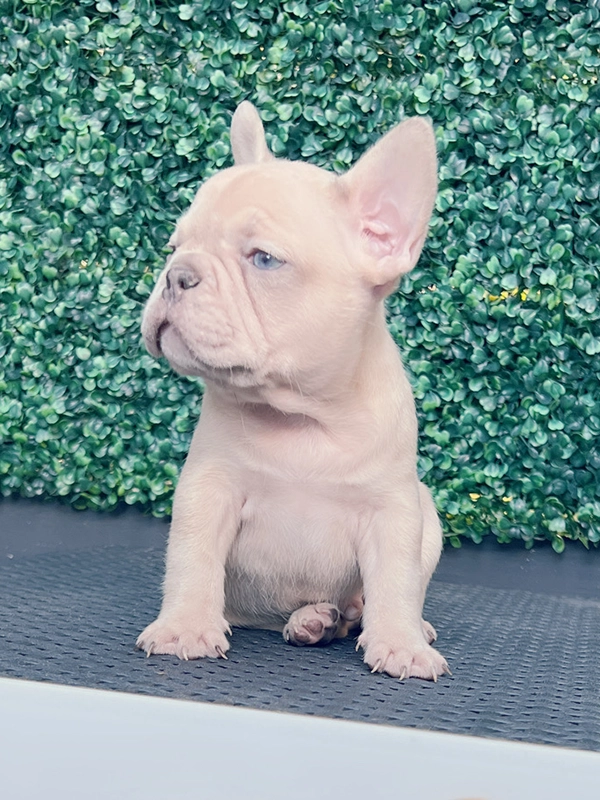 English bulldog lilac Merle and tan male mini Elvis - 3