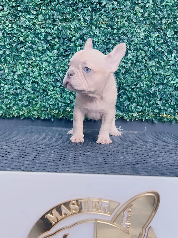 English bulldog lilac Merle and tan male mini Elvis - 2