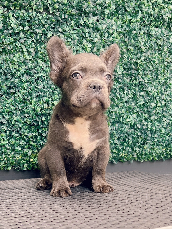French bulldog blue male Nelson - 3