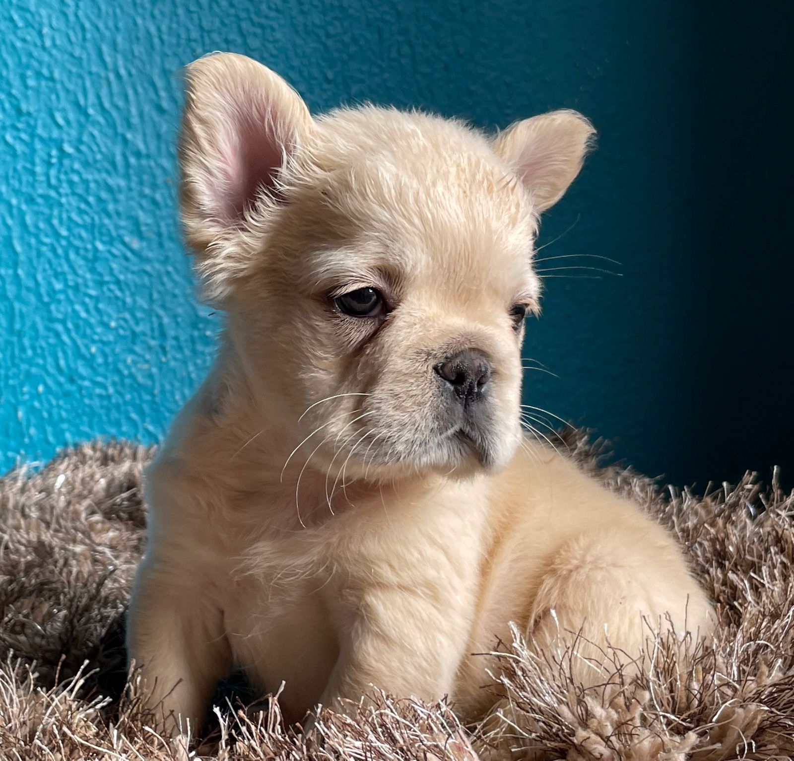English Bulldog lilac tree and tan female Jlo - 5