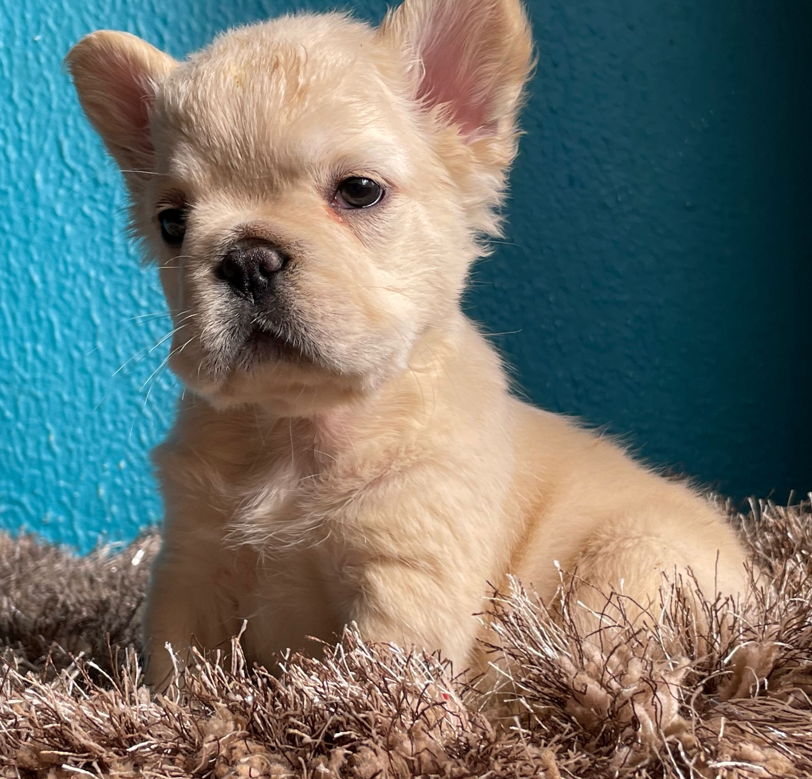 English Bulldog lilac tree and tan female Jlo - 4