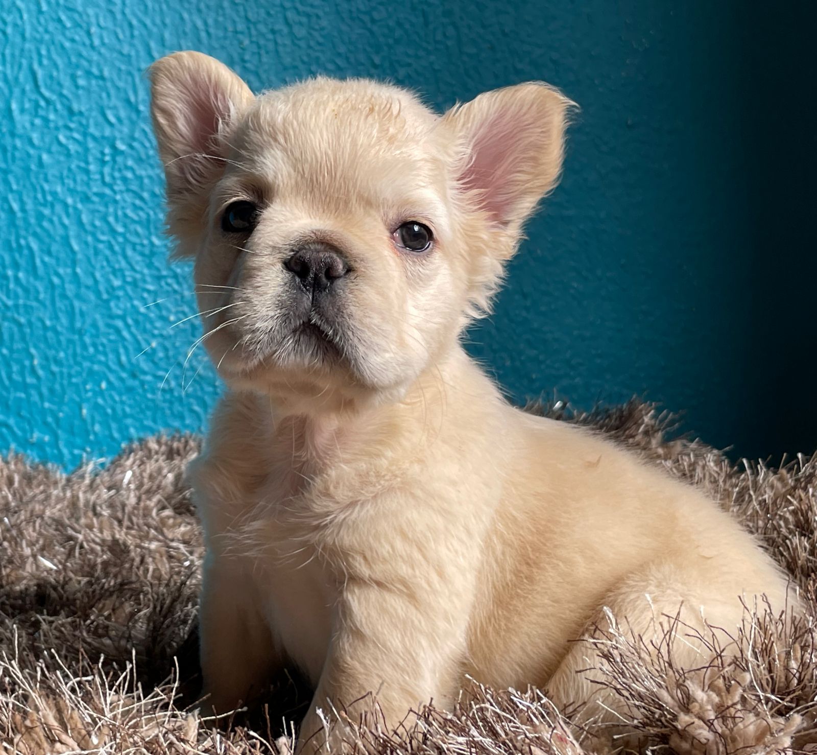 English Bulldog lilac tree and tan female Jlo - 3