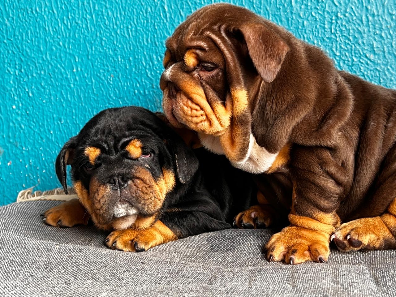 French bulldogs crema fluffy female Antonella