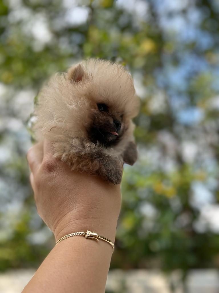 French bulldogs crema fluffy female Antonella