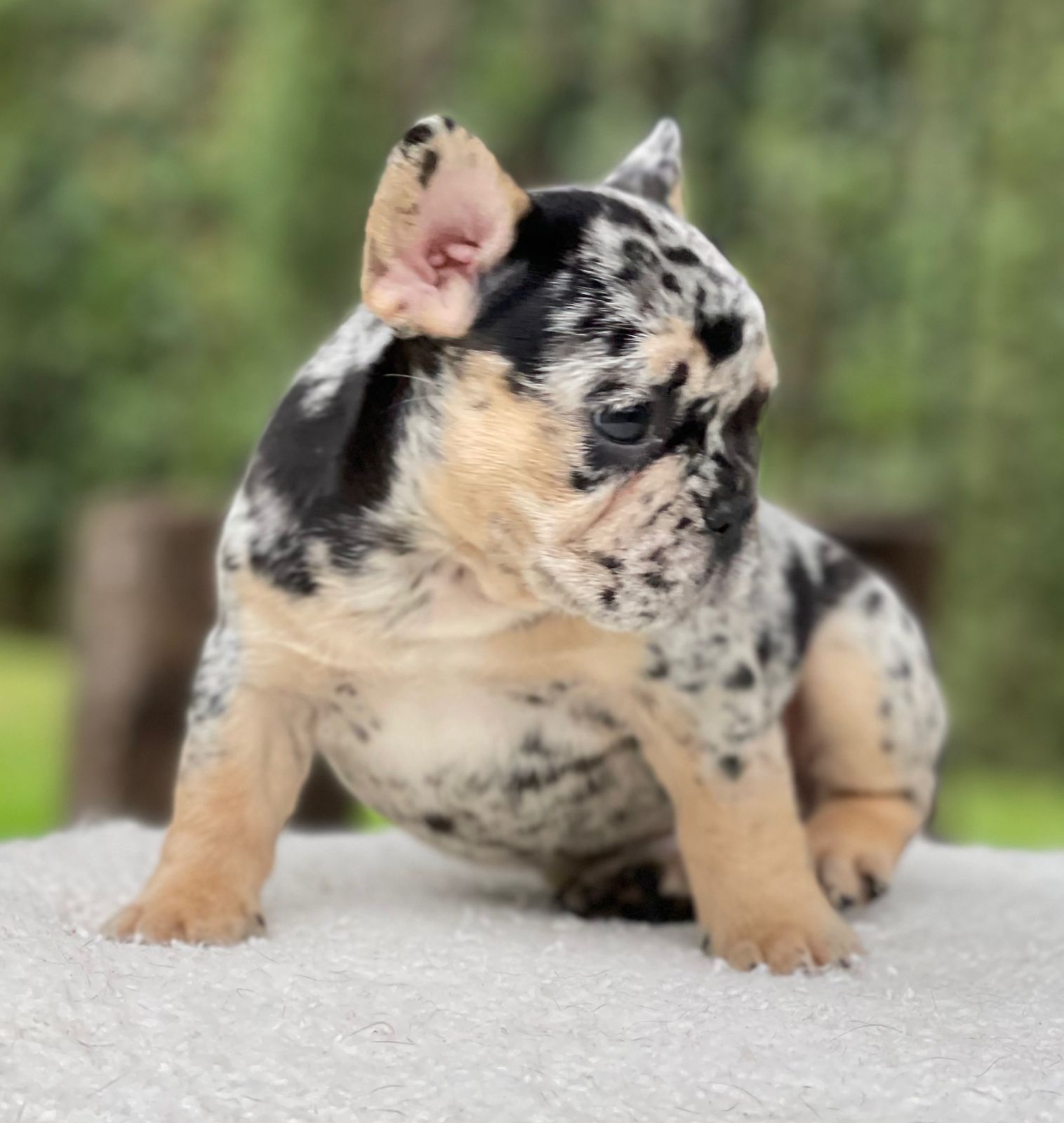 French bulldogs crema fluffy female Antonella - 7