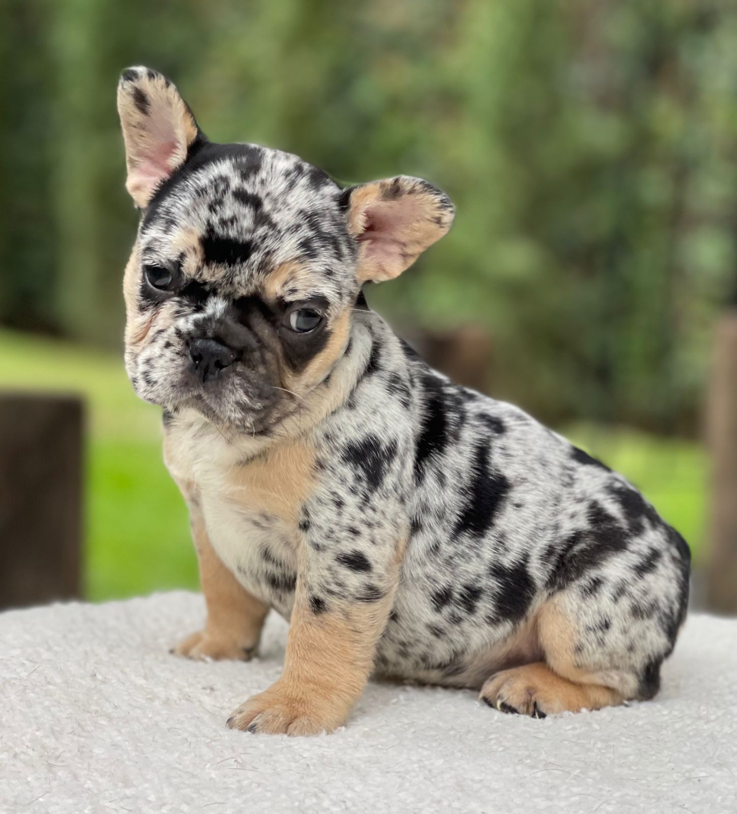 French bulldogs crema fluffy female Antonella - 5