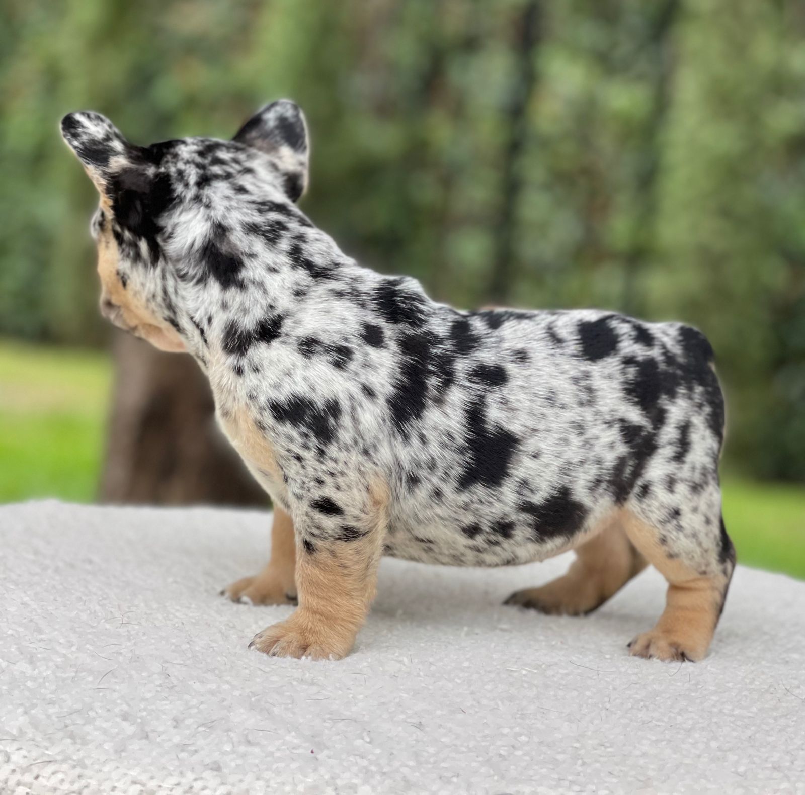 French bulldogs crema fluffy female Antonella - 3