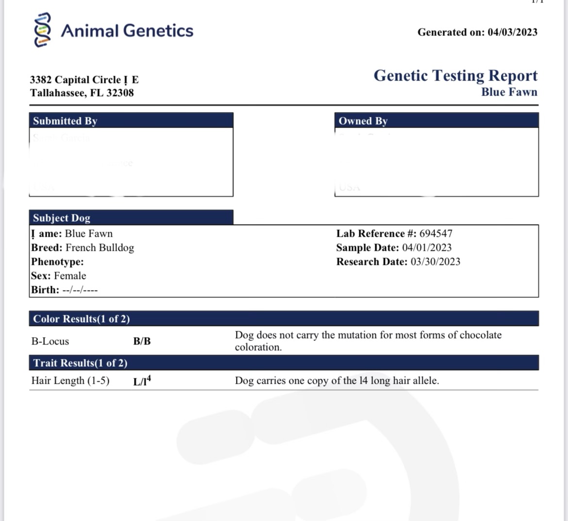 English bulldog choco tree and tan male Mr Ball - 4