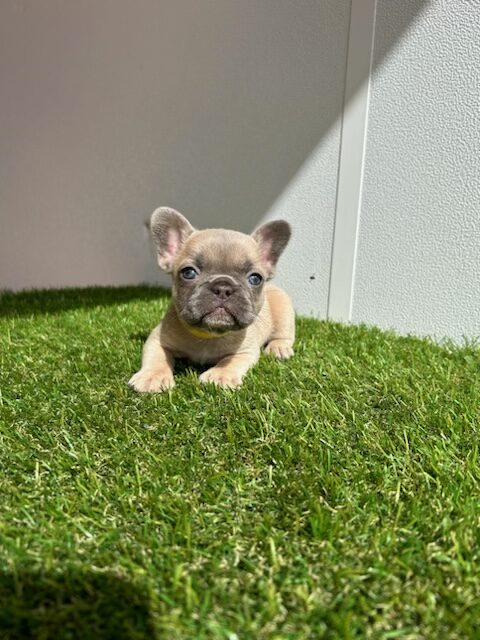 English bulldog choco tree and tan male Mr Ball - 3