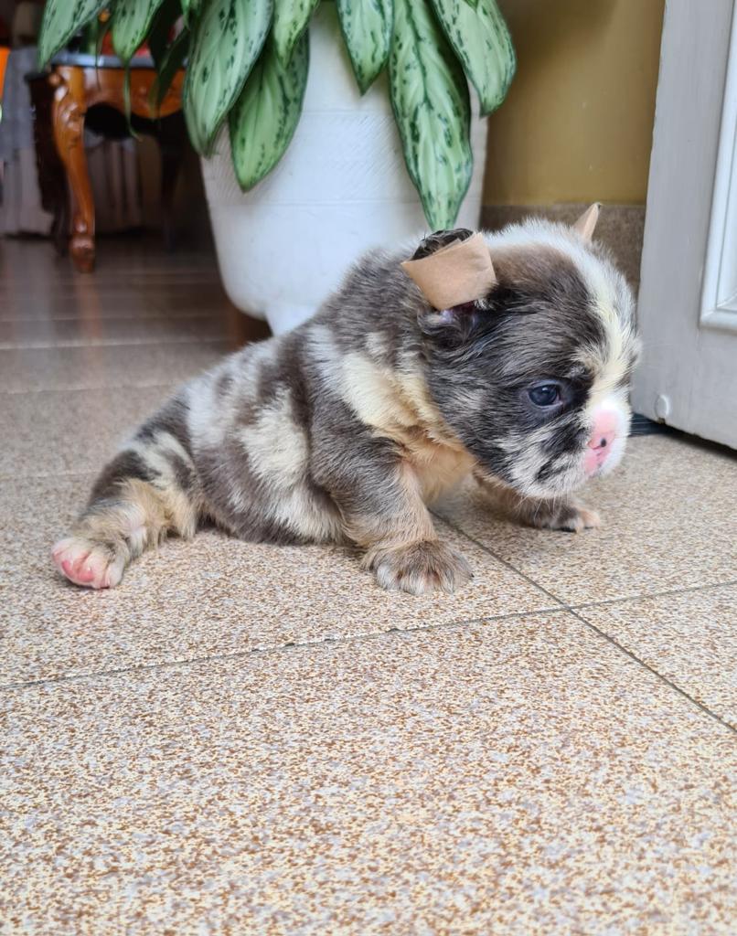 Lilac French bulldogs male - 3
