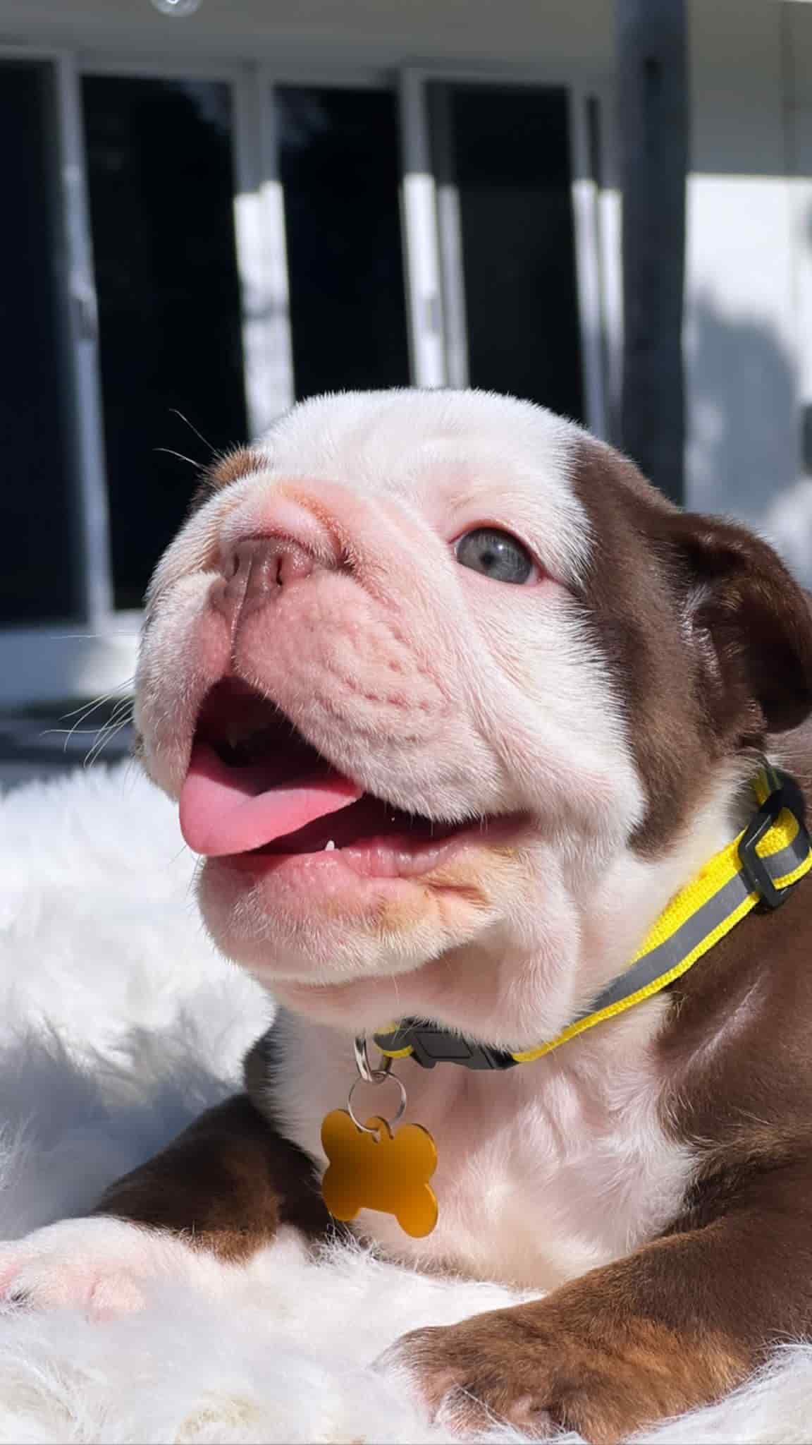 French Bulldog Chocolate fluffy Female available , Master bulldogs Minnie Mouse - 11
