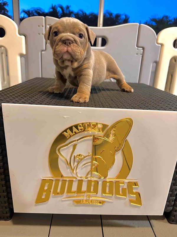 French Bulldog Chocolate fluffy Female available , Master bulldogs Minnie Mouse - 2