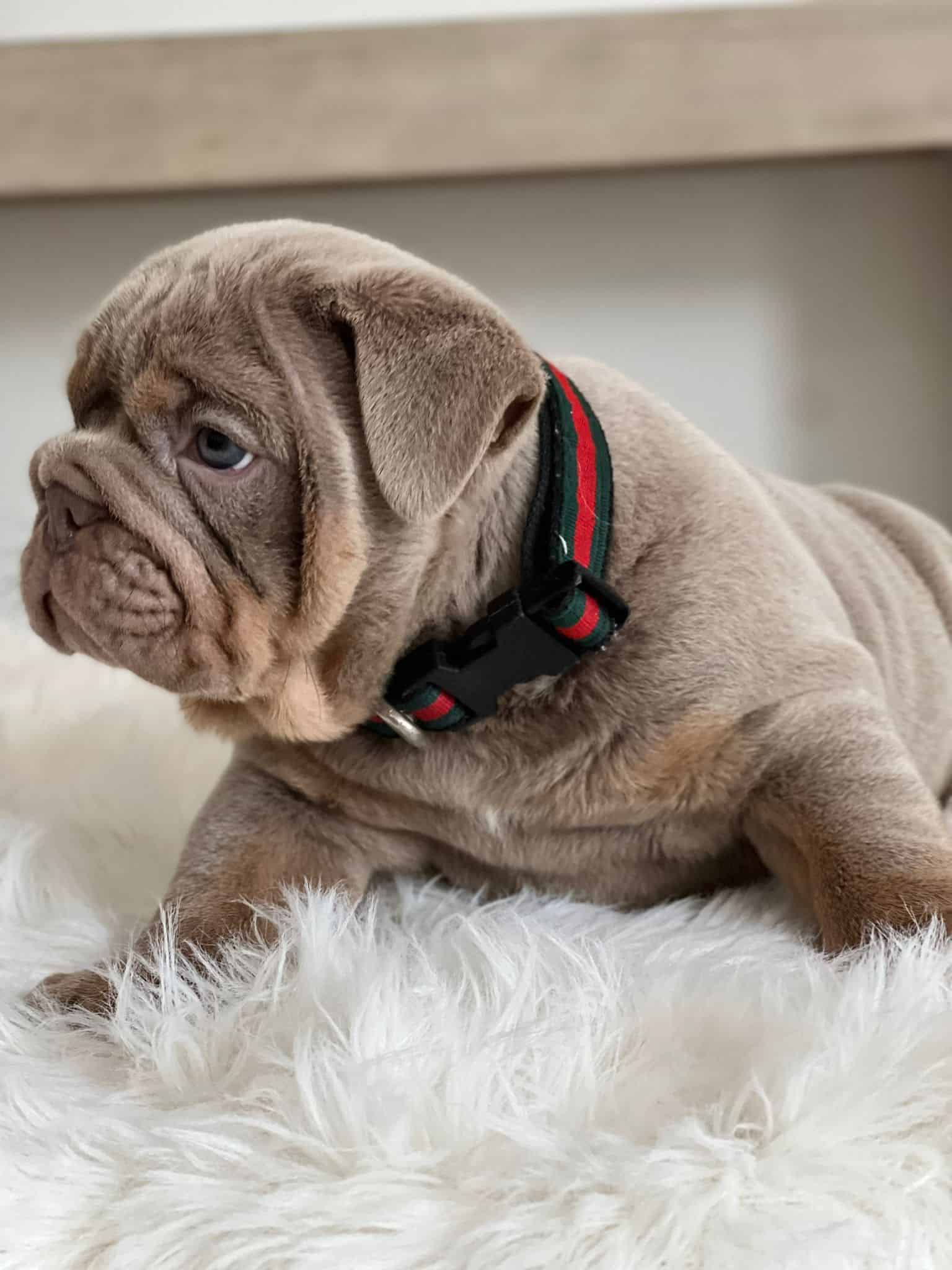 French Bulldog Chocolate fluffy Female available , Master bulldogs Minnie Mouse - 8