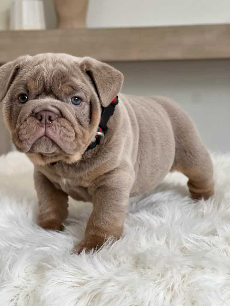 French Bulldog Chocolate fluffy Female available , Master bulldogs Minnie Mouse - 7