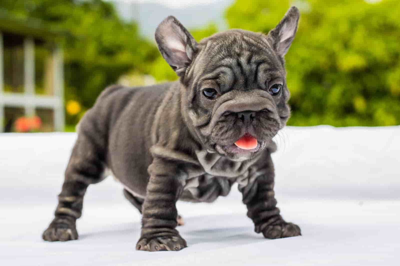French bulldog blue merle female Antonella - 5