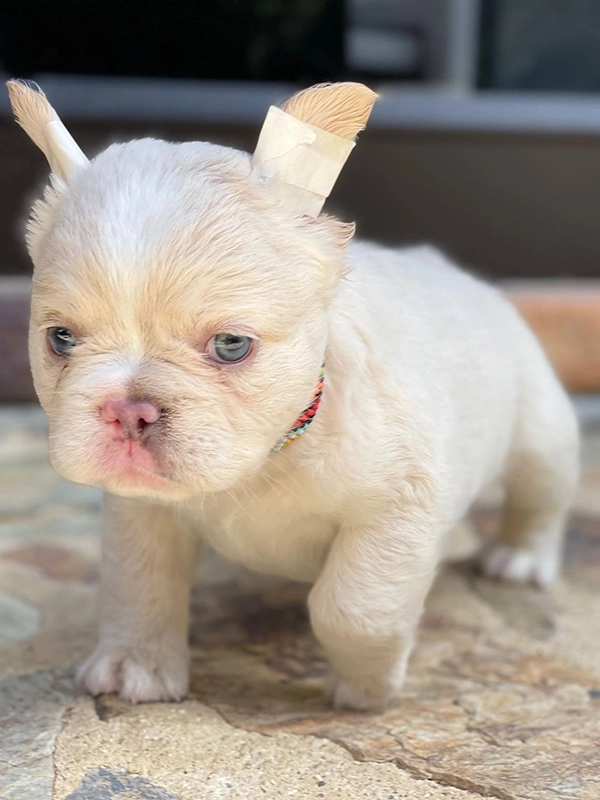 Frenchie merle fluffy female, Barbie - 2