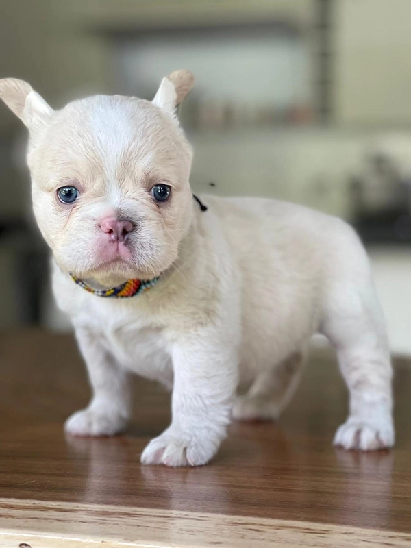 Frenchie merle fluffy female, Barbie - 5